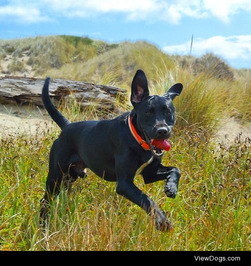 Drake,1.5 year old Black lab, at the beach in Florence, Oregon.