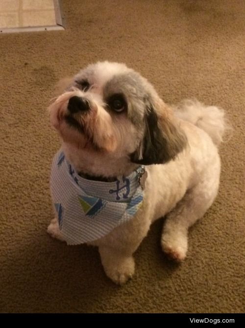 Our year and a half old  Havashu Oliver showing off his bandana…