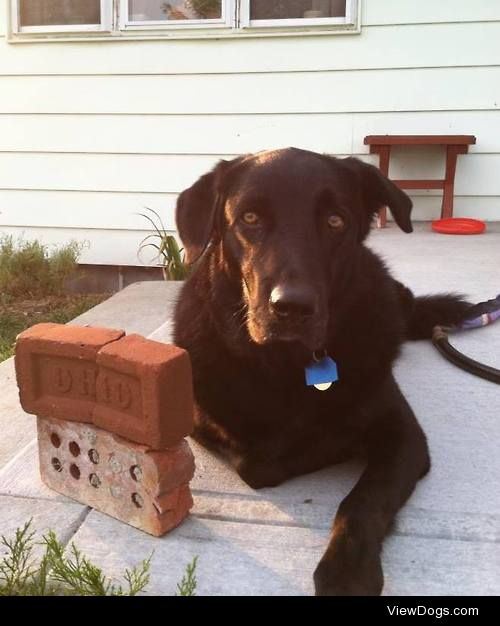 This is my boy Cleveland, a 5 year old black lab golden…