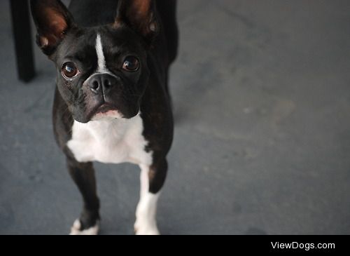 Annie, my mother’s boston terrier.