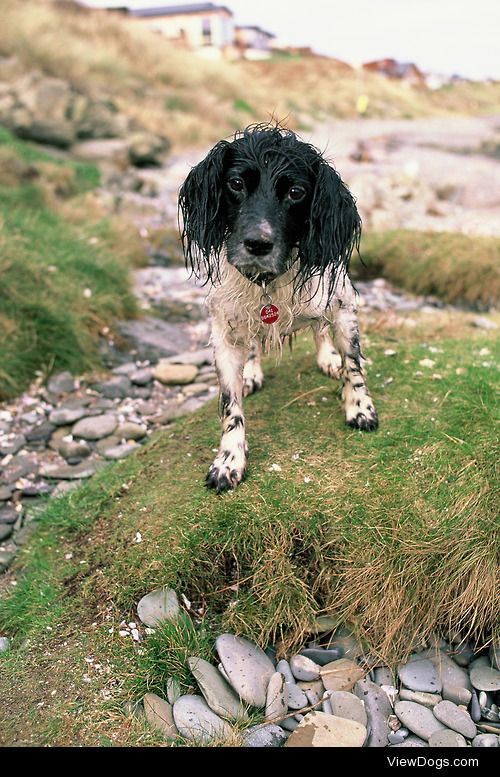 Sally the sprocker (Cocker / Springer Spaniel cross) enjoying…