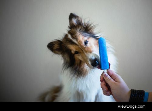 tempurafriedhappiness:

Here are some dogs enjoying Popsicles. 