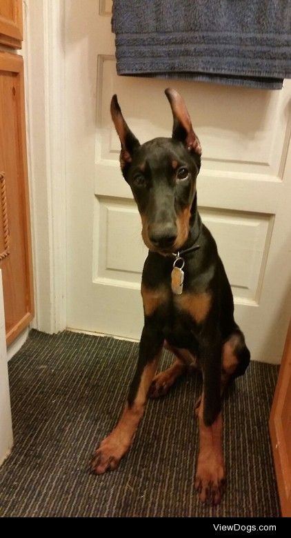 doberbutts:

19 weeks old! We’ve hit a small hiccup (stomach…