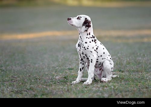 doglight:

Pixi!!!
A lovely Dalmatian girl, just 3 months old….