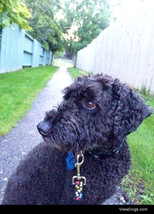 A happy labradoodle looking for squirrels  on his walk