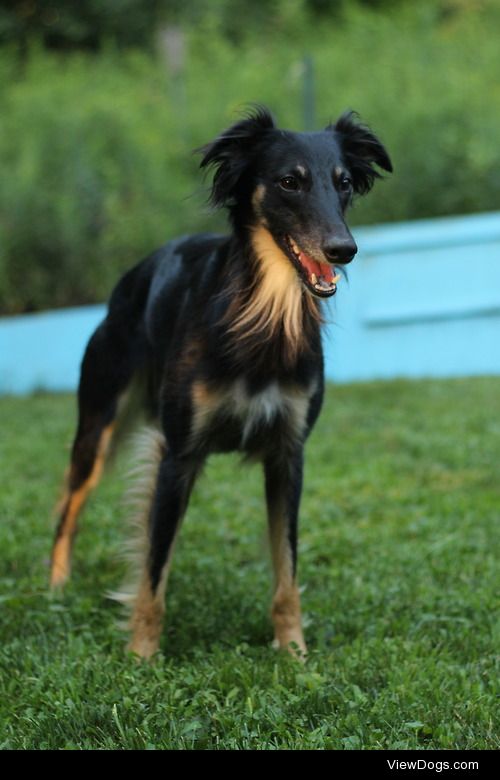 Two-year-old longhaired whippet, Newton