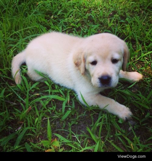 kattlandanno:

My puppies had fun outside today!