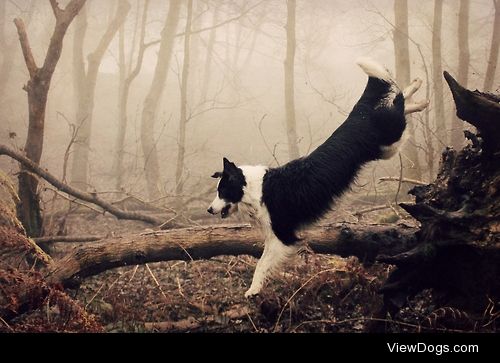 megpricephotography:

Wild Wood. 
Barney leaping through the…