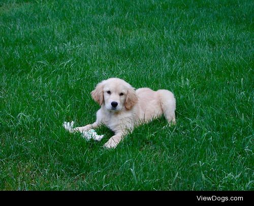 Champ as a puppy
Submitted by Emily
