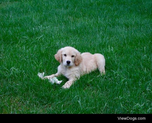 Champ as a puppy
Submitted by Emily