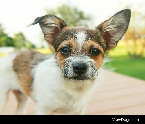 Breezy
Border Terrier & Terrier Mix • Young • Female •…