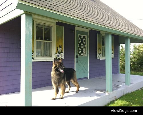 Otis is a handsome happy Shiloh Shepherd!