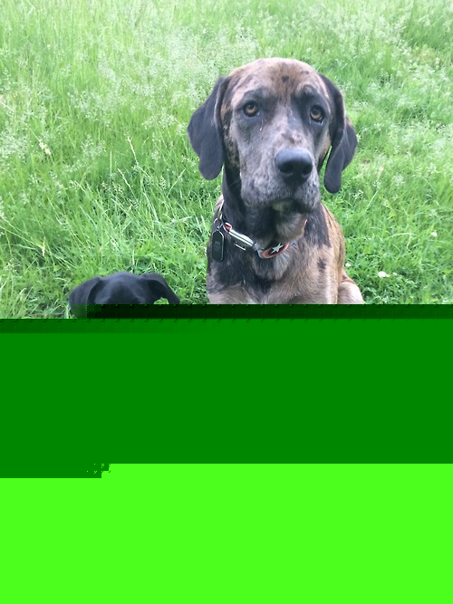 Stella and big brother Diesel. You wouldn’t believe how long it…