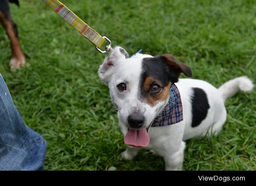 Jack Russell Terrier / / Jose Enrique Murguia