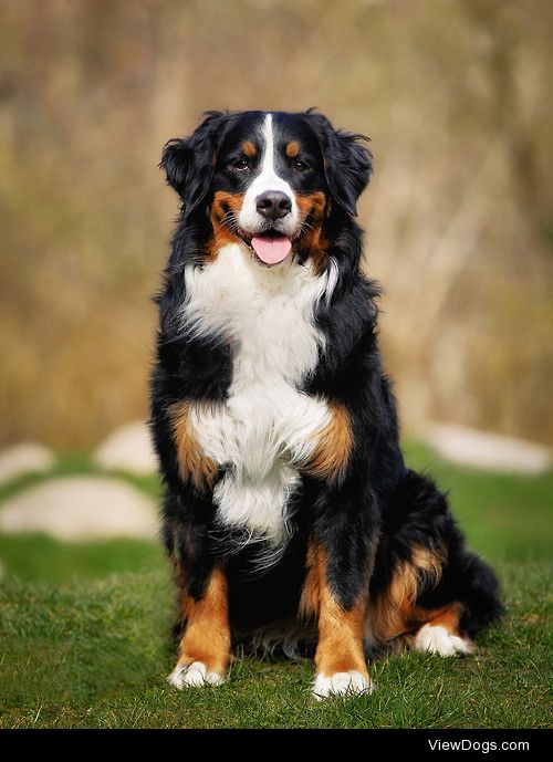 Bernese mountain dog / / Mikkel Bigandt