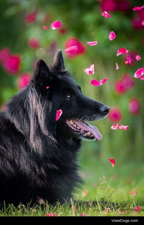 Black nose in rose ;) / / Ina Hernas