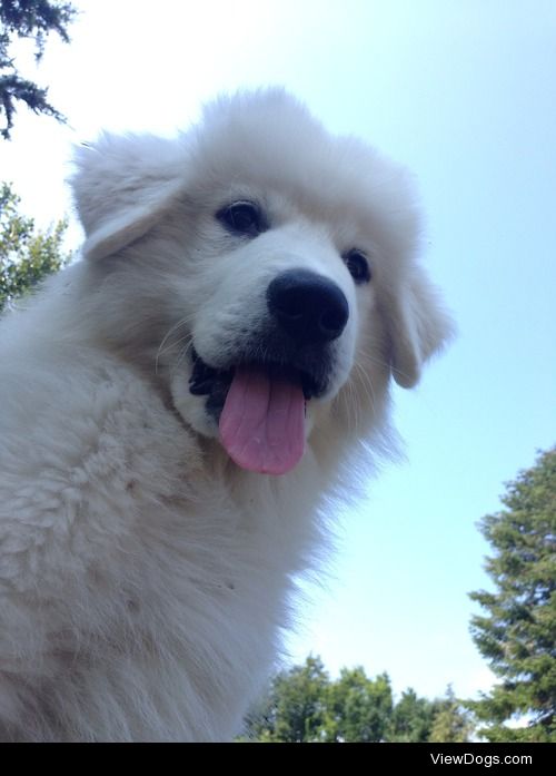 This is my pyrenees puppy nellie, she brings so much happieness…