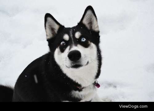 Siberian husky breed with a border collie