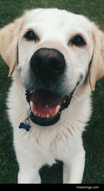 My smiley golden lab Dillon passed his dog therapy course today,…