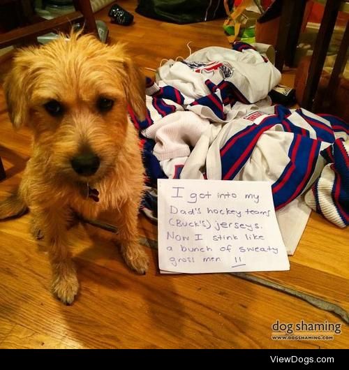 Hockey Terrier

I got into my Dad’s hockey teams…