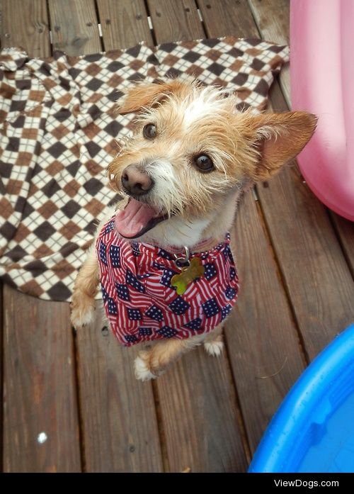 Setta jumping for joy 
2 year old Yorkie, Westie and Scottie…