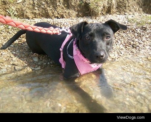 My year-and-a-half old lab/terrier mix, Daisy!