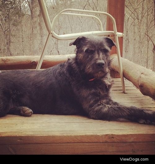 This is my wolfhound-lab mix, Buddy. Master of the House.