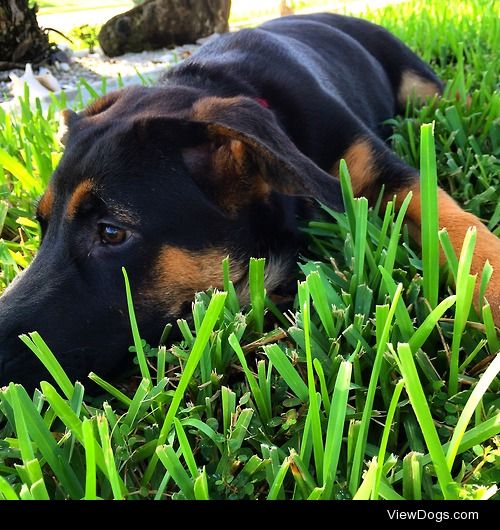 My adorable 4 month old black lab/German Shepard mix. :)