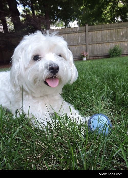 Tuukka, 4 year old Maltese