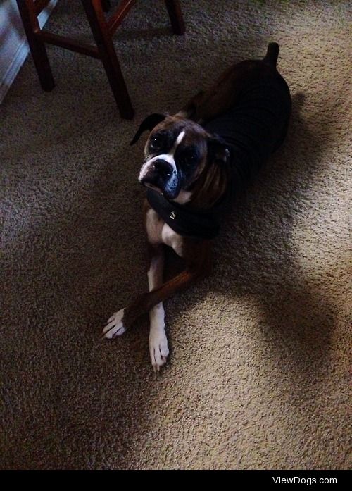 Zoey, are 7 year old boxer! Wearing a thunder shirt because…