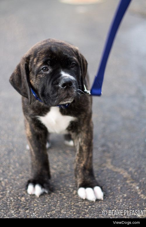 South African Boerboel / / Blake Pleasant