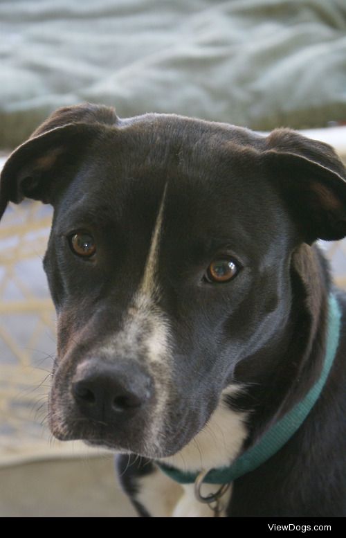 Caleb, our sweet pitbull mix, in his younger years. <3