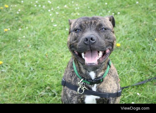 Loki on his first birthday. Staffordshire Bull Terrier x Presa…