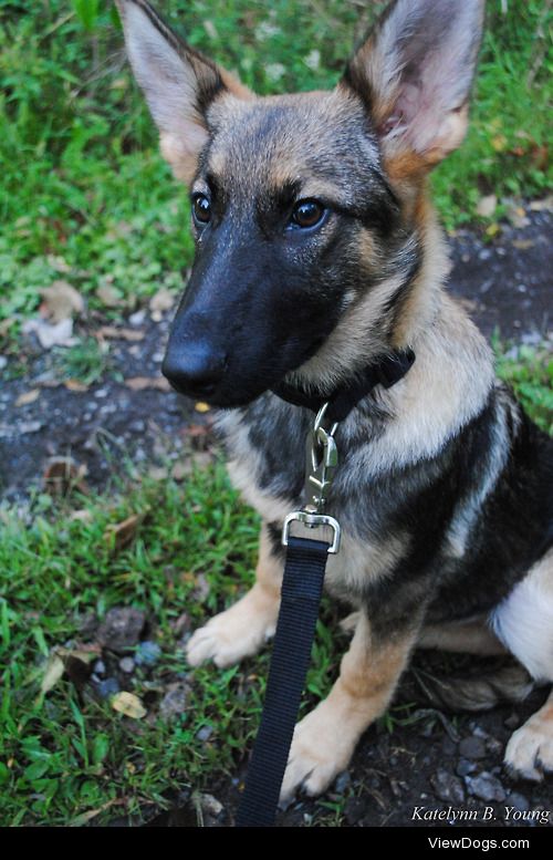 shepherd-tails:

9/11/2014
Short walk to the start of the trail…
