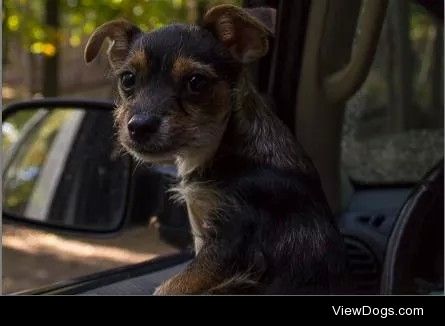 Chorkie: chihuahua, yorkie
The handsomest man around