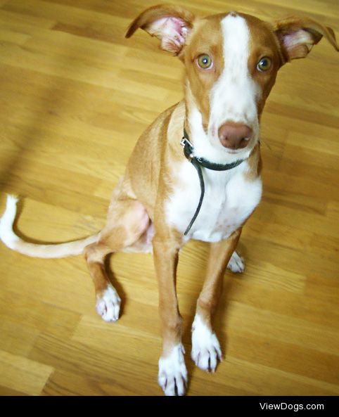 Pup – expecting or giving us food for thought… Cody, Podenco.