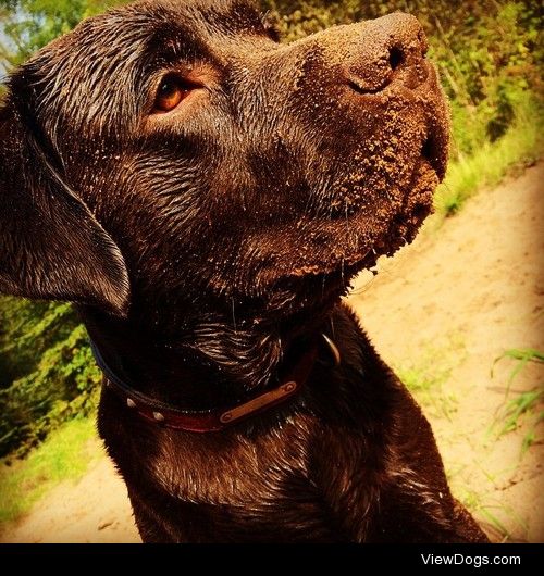 this is my baby Izzy. Sometimes he takes his love for sand and…