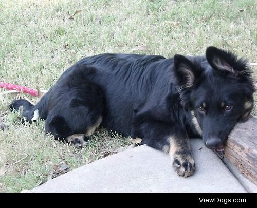 Our rescue boy Monster

#handsomedogs