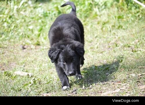 This is Kona! Follow his jouney to becoming  a therapy dog by…