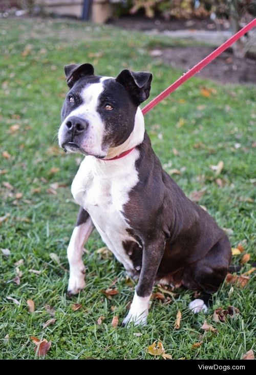 Beegee
Pit Bull Terrier Mix • Senior • Female • Large

Woodford…