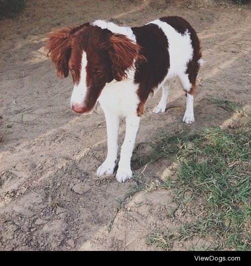 Mac, my neighbor’s beautiful English Springer Spaniel x Poodle…