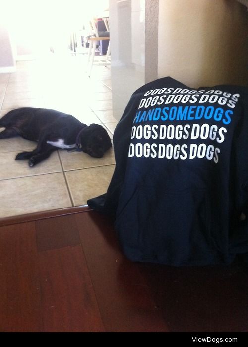 dippindopp:

My handsomedogs sweatshirt came in so I had to take…