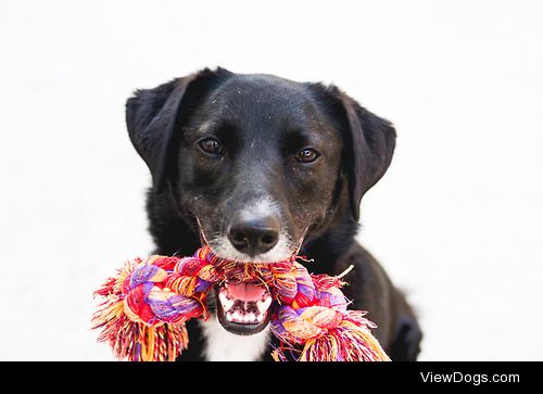 Crazy Cozmo my border collie/retriever mix :)
Tumblr | Website