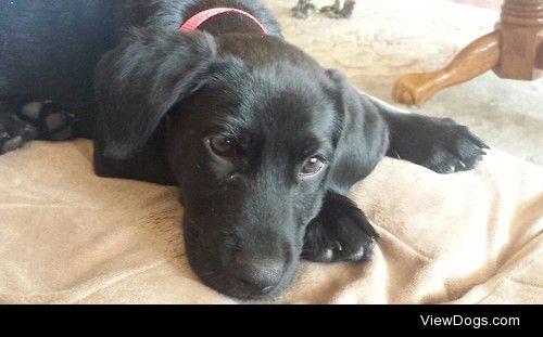 Urie the black lab. He’s eight weeks old and a sleepy…