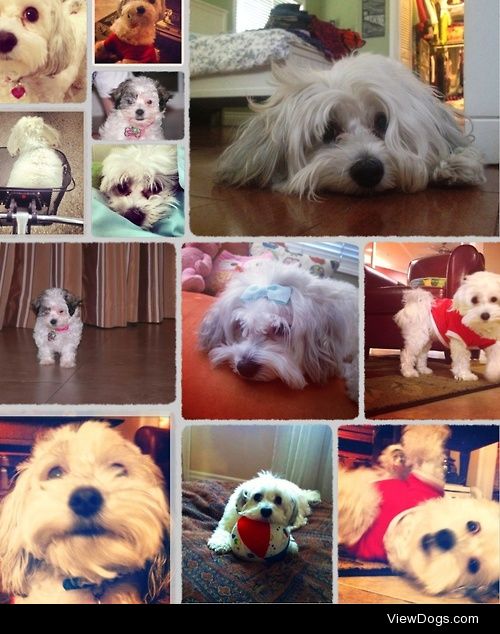 This is Cachita! She is my 4 year old pure bred Havanese….