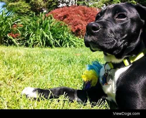 Bueller the labradane stares off pensively. #deepthought…