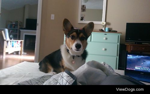 Our awesome 8-month old Corgi, Oliver