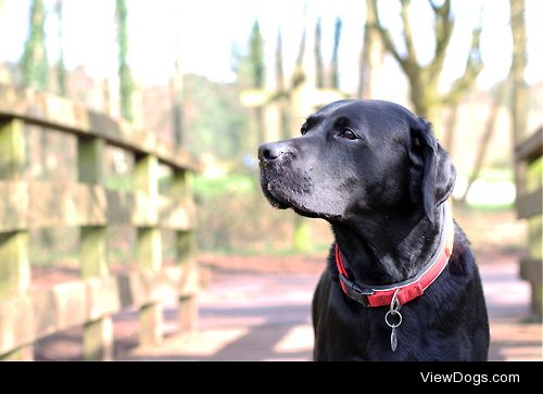 Dexter – Black Lab
My beautiful boy ^_^