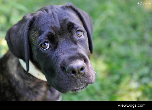 Puppy Portrait / / Josef Gelernter