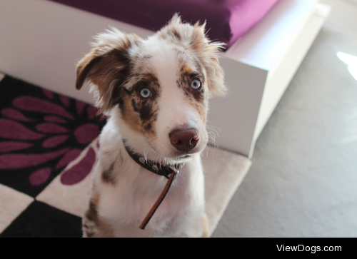 frodotheaussie:

Frodo’s being a cutie patootie